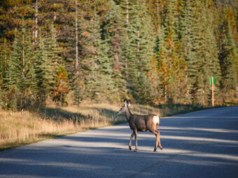 Young brown Deer crossing on the road in the forest